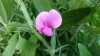 Lathyrus odoratus