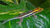 Phelsuma klemmeri