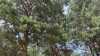 Pinus sylvestris