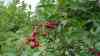 Prunus cerasus