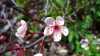 Prunus cistena