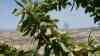 Prunus dulcis
