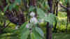 Prunus maackii