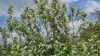 Prunus padus