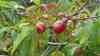 Prunus persica var. nucipersica