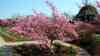 Prunus sargentii