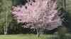 Prunus serrulata
