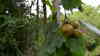 Pyrus pyrifolia