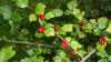 Ribes alpinum
