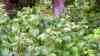 Rubus idaeus