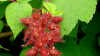 Rubus phoenicolasius