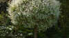 Salix integra