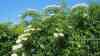 Sambucus nigra