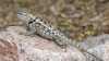 Sceloporus magister