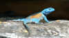 Sceloporus minor