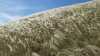 Stipa pennata