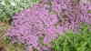Thymus serpyllum