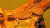 Uromastyx princeps