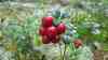 Vaccinium vitis-idaea