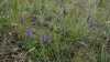 Veronica spicata