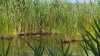 Die Kunst des Sichtschutzes am Gartenteich: Stauden, die Ihre Privatsphäre und Schönheit garantieren