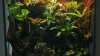 Staunässe im Terrarium vermeiden: Tipps und Tricks für ein gesundes Habitat