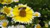 Wie kann man den eigenen Garten bienen- und insektengerecht gestalten?