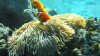 Wer ist wer - Koralle oder Anemone?