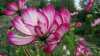 Schmuckkörbchen: Geniale Lückenfüller im Blumenbeet