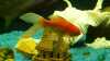 Aquariumdekoration: Nicht alles ist geeignet!