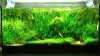 Zierfische für ein kleines Aquarium mit 54 Litern