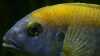 Die häufigsten Parasiten im Aquarium