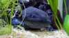 Warum benötigen Axolotl unbedingt Höhlen im Aquarium?