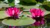 Welche Seerose passt in den Teich? – Warum nicht nur die Größe entscheidet