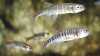 Miniteich mit Fischen: Welche Arten sind geeiget?