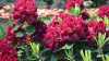 Rhododendren pflegen: Was im Frühjahr zu tun ist