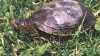 Schildkröten im Gartenteich halten