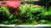 Aquascaping - Was liegt 2023 im Trend?
