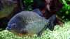 Piranhas im Orinoco