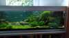 So geht Aquascaping: Naturlandschaften im Aquarium