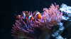 Die Top 5 Anemonen-Arten für dein Aquarium