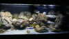 Können Fische im Aquarium ohne Pflanzen leben?