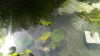 Wieviel Wasser verbraucht ein Gartenteich?