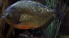 Piranhas im Fressrausch: Im Aquarium realistisch?