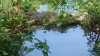 Neue Fische für den Gartenteich: Du solltest diese 5 Tipps kennen