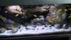 Was macht ein Malawiaquarium besonders?