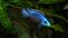 Protomelas kirkii