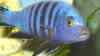 Cynotilapia pulpican