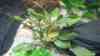 Cryptocoryne walkeri
