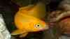 Neolamprologus leleupi
